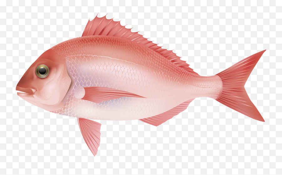 Download Fish Png 7 Hq Png Image - Fish Png Emoji,Fish Png