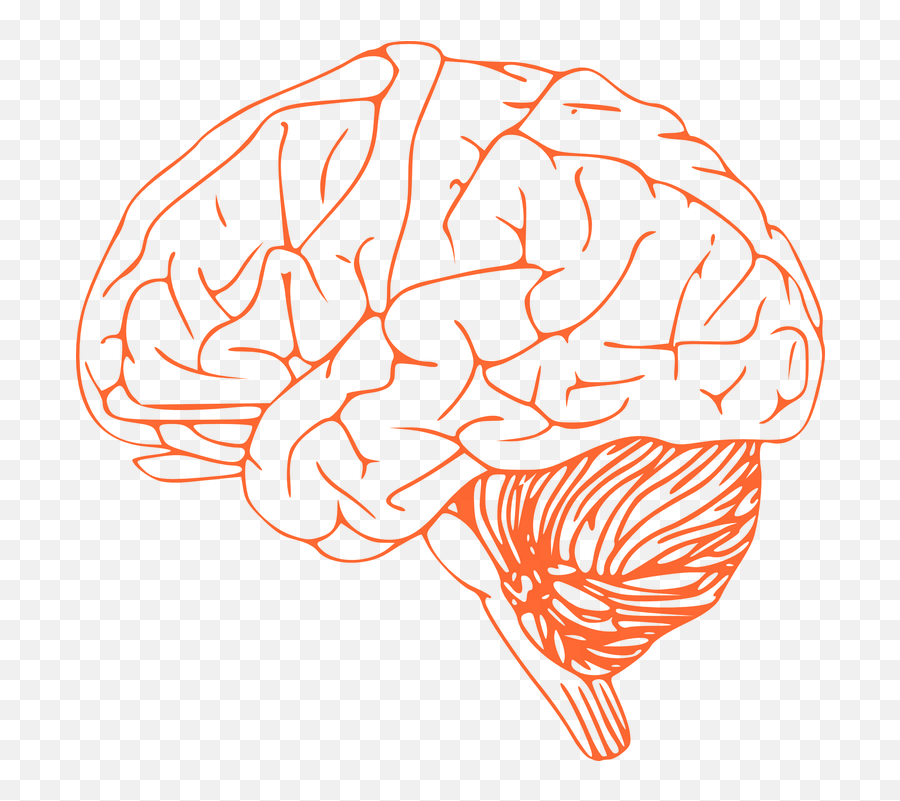 Brain Stem Cerebrum Spinal - Brain Transparent Clipart Emoji,Brain Clipart Png