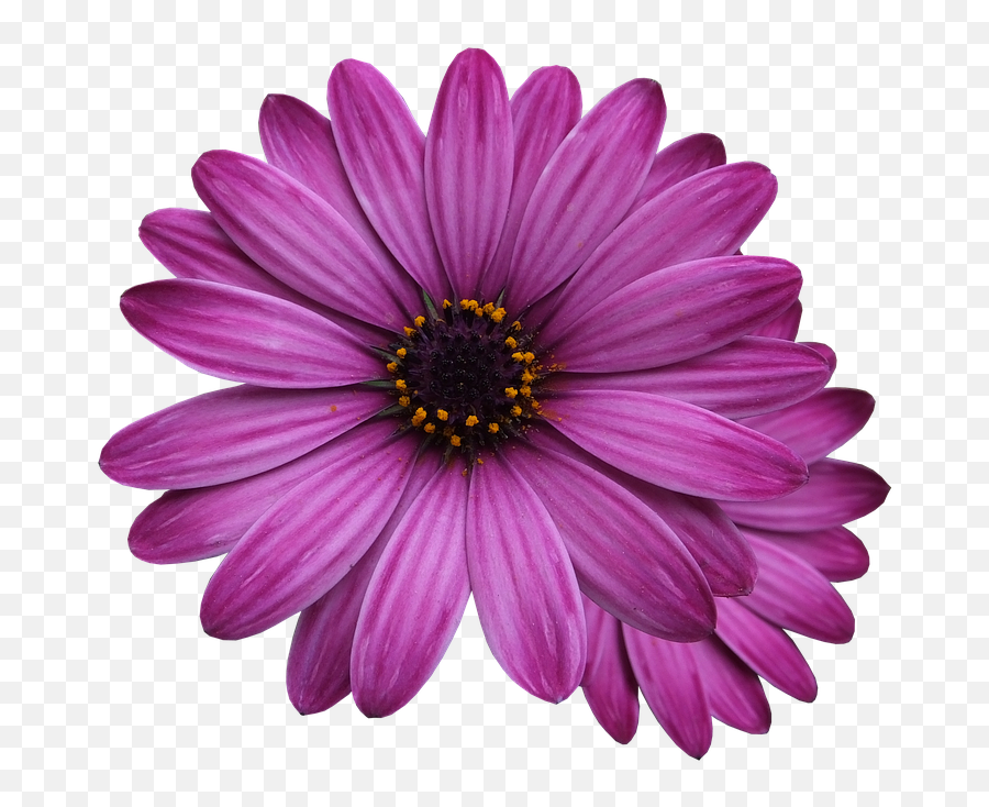 Free Photo Flower Marigolds Purple Flower Flowers Png - Max Flower With Transparent Background Emoji,Flower Png