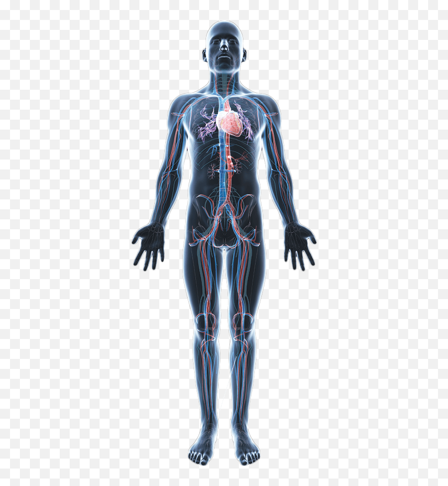Body Png Hd - Biomaterials Involved In Human Body Emoji,Body Png