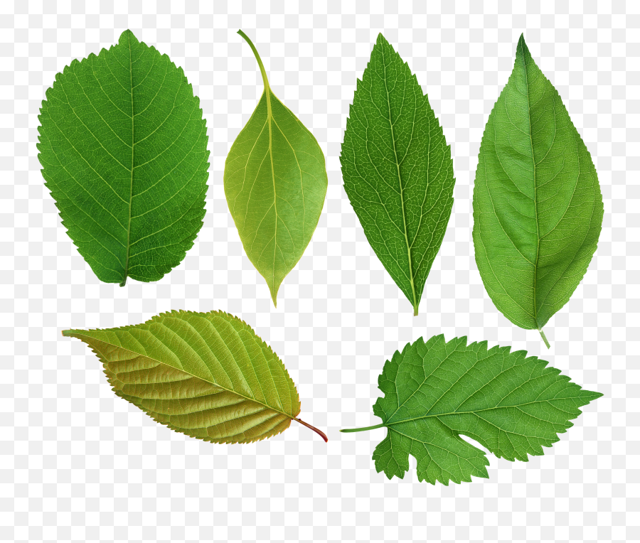 Download Leaves Free Png Transparent Image And Clipart - Tree Apricots Leaves Png Emoji,Leaves Png