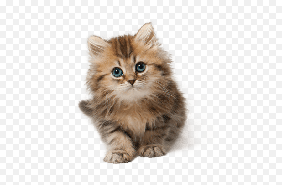 Images Toppng - Kitten Emoji,Cat Png