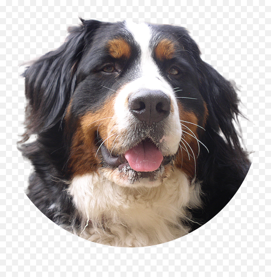 Bernese Mountain Dog Png - Bernese Mountain Dog Clear Background Emoji,Dogs Png