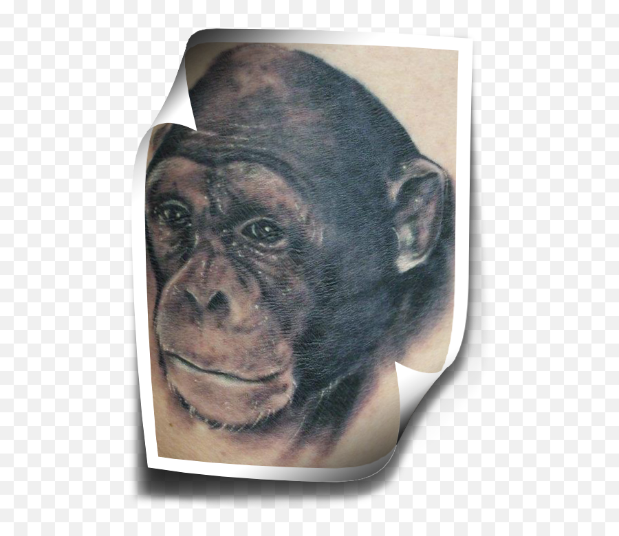 Download Realistic Monkey Face Tattoo Design - Tattoo Full Old World Monkeys Emoji,Face Tattoo Png