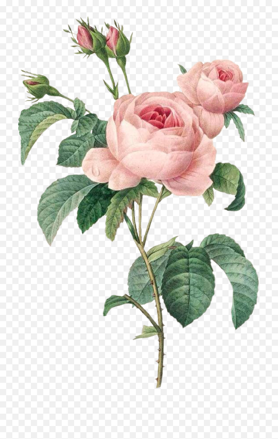 Rose Illustration Png - Vintage Pink Roses Redoute Roses Emoji,Vintage Roses Png
