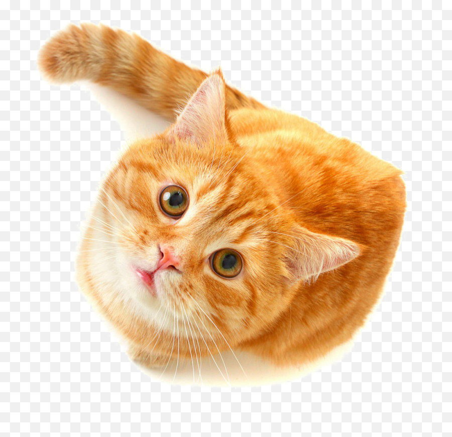 Cute Cat Png Free Download - Cute Orange Cat Emoji,Cat Png