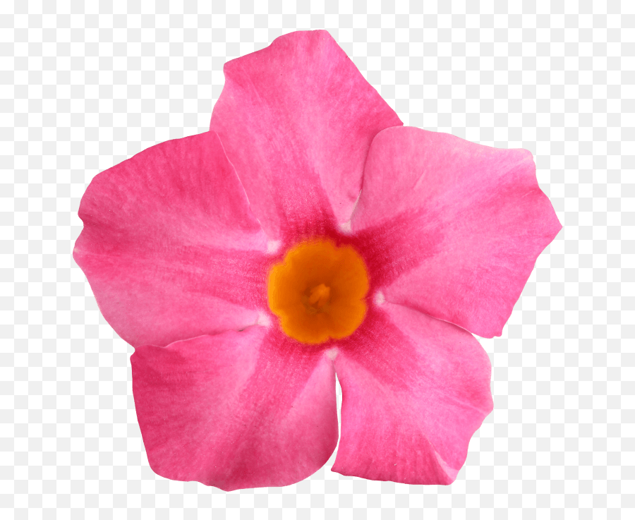 Sundaville Rose Star - Worlds No1 Mandevilla Dipladenia Emoji,Pink Star Png