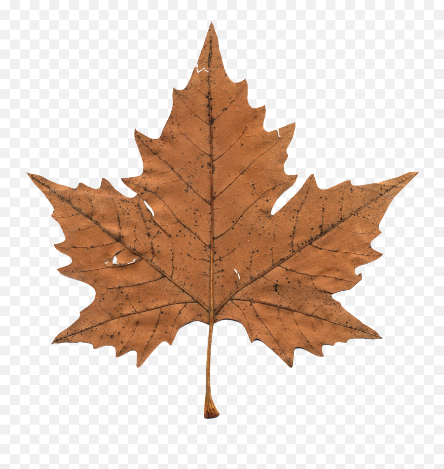 Aesthetic Stickers - Transparent Brown Maple Leaf Emoji,Aesthetic Png