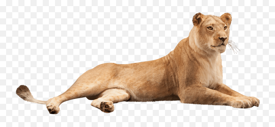 Our Work - Lioness Laying Down Png Emoji,Lioness Png