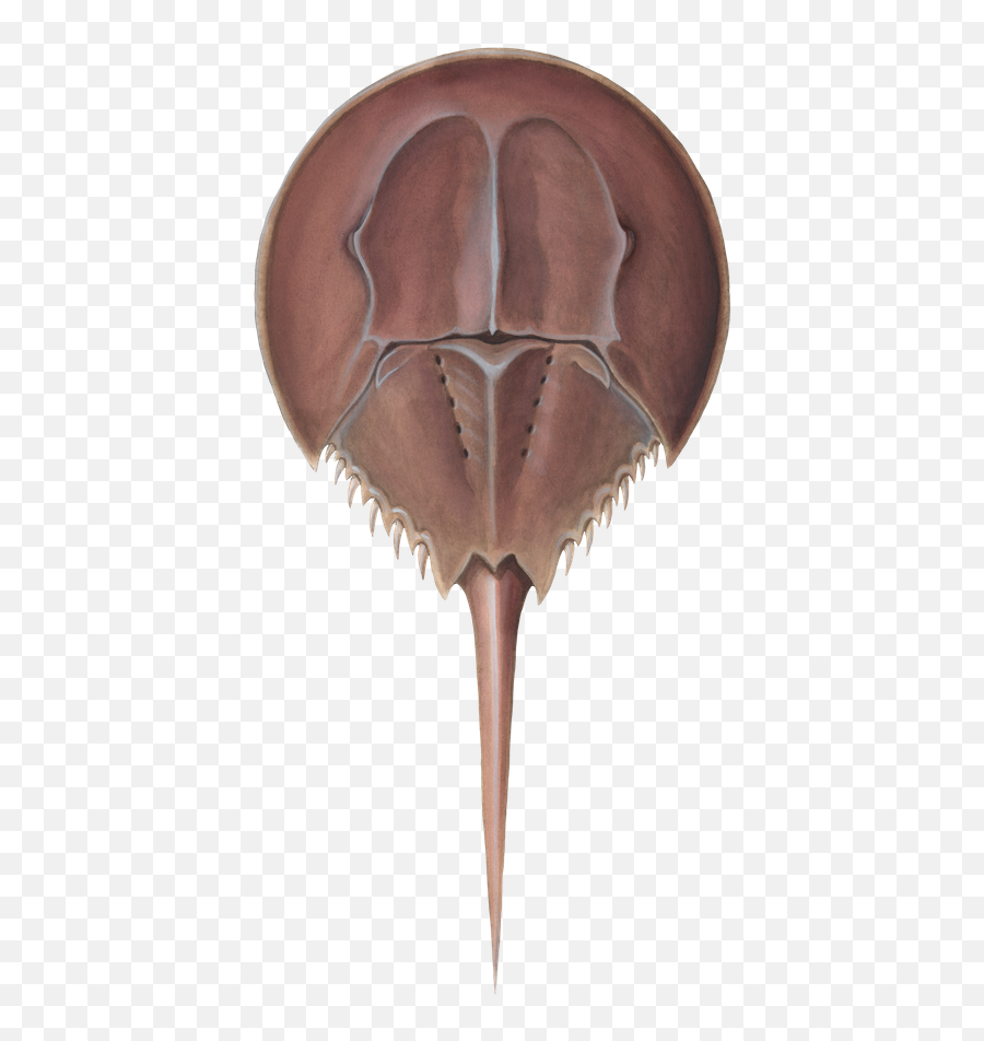 Pin By James Lo On Drawing Crab Art Horseshoe Crab Horseshoe - Horseshoe Crab Emoji,Crab Transparent Background