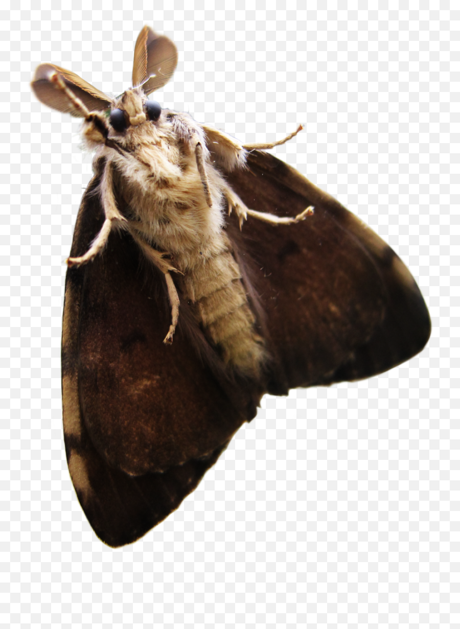 Moth Png Transparent - Moth Png Emoji,Moth Transparent