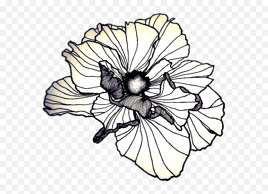 Poppy Flower Drawing Line Clipart - Hollyhocks Emoji,Poppy Flower Clipart