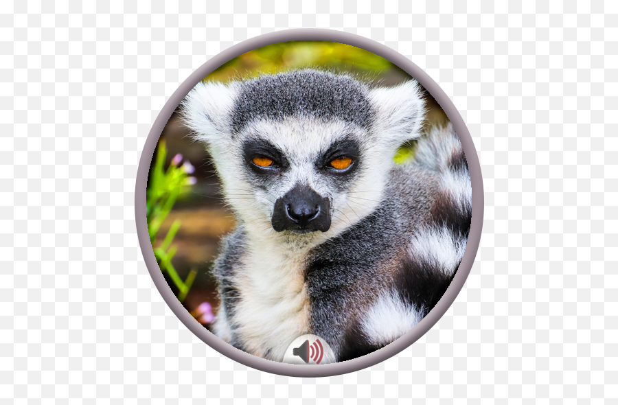 Lemur Sounds - Apps En Google Play Emoji,Lemur Png