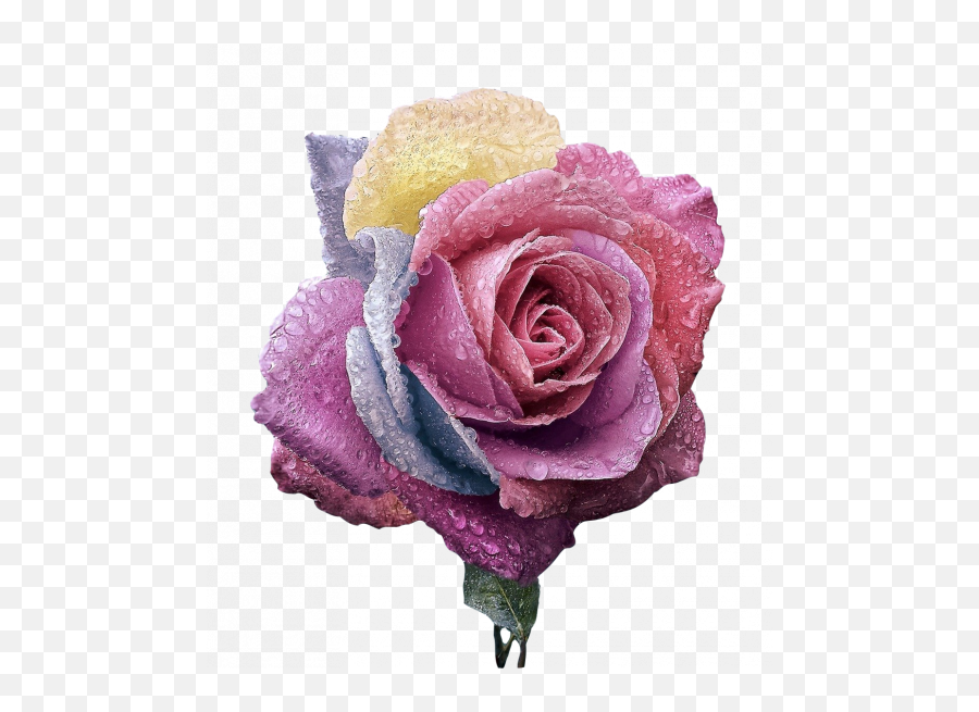 Download Free Flowers Transparent Images - Png Live Emoji,Purple Rose Png