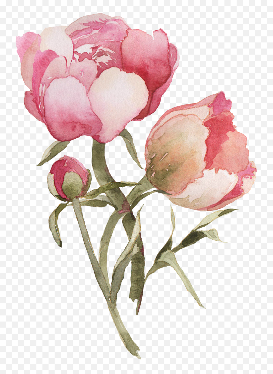 Flower Flower Watercolor Png Transparent - Peonies Paintes Emoji,Watercolor Flowers Png