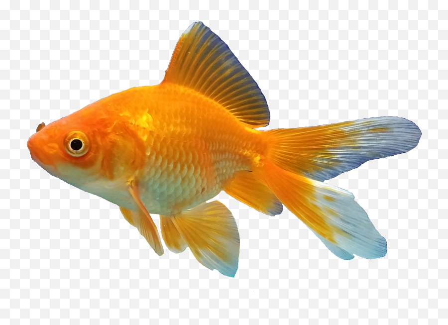 Goldfishes Feeder Fish Aquarium - Transparent Background Transparent Fish Emoji,Fish Png