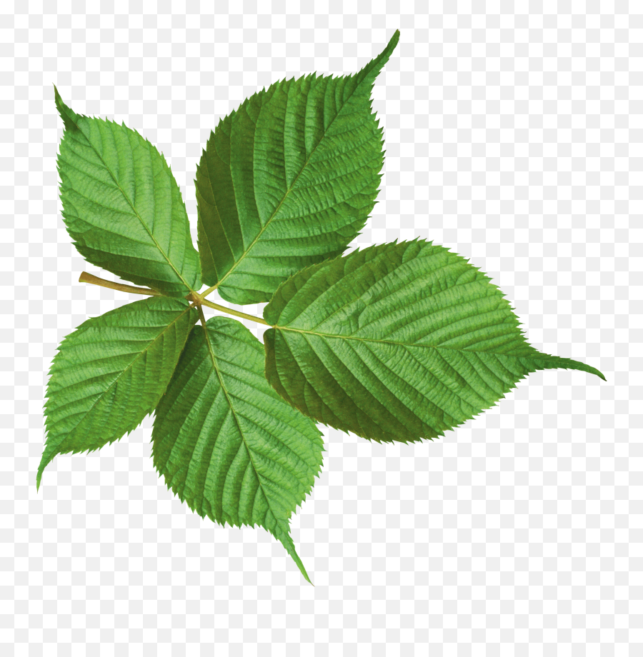 Download Green Leaf Png Hq Png Image - Potato Leaf Png Emoji,Leaf Png
