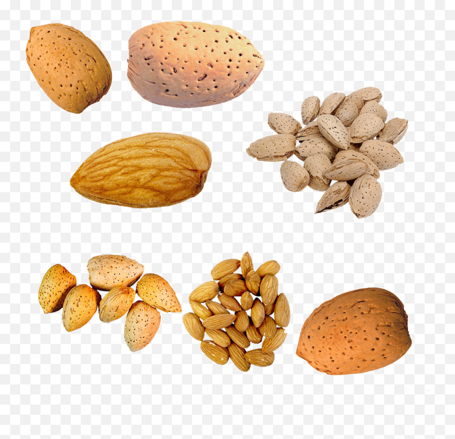 Peach Clipart Peach Seed Picture 1850906 Peach Clipart - Tree Nuts Clipart Emoji,Seeds Clipart