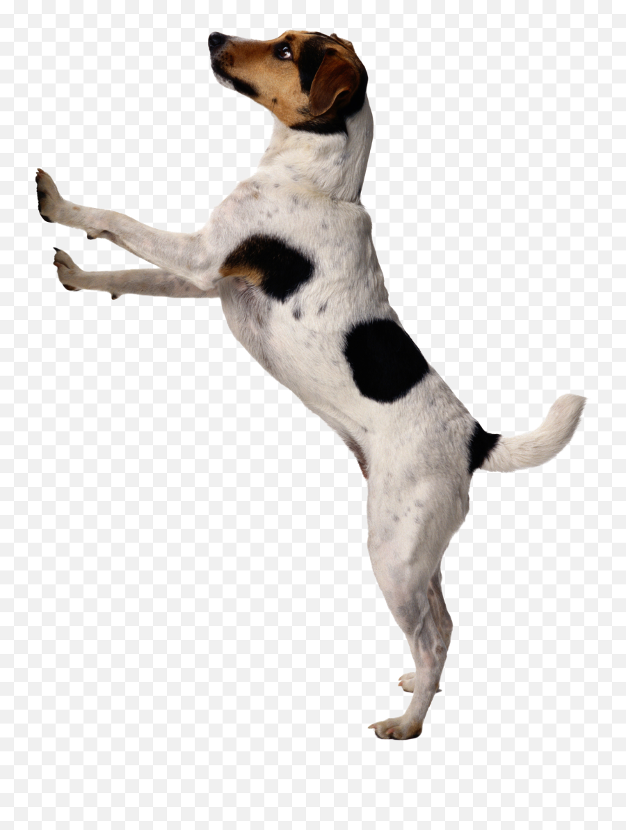 Dog Jumping Png Images Full Hd - 2021 Full Hd Transparent Png Dog Standing Png Emoji,Jumping Png