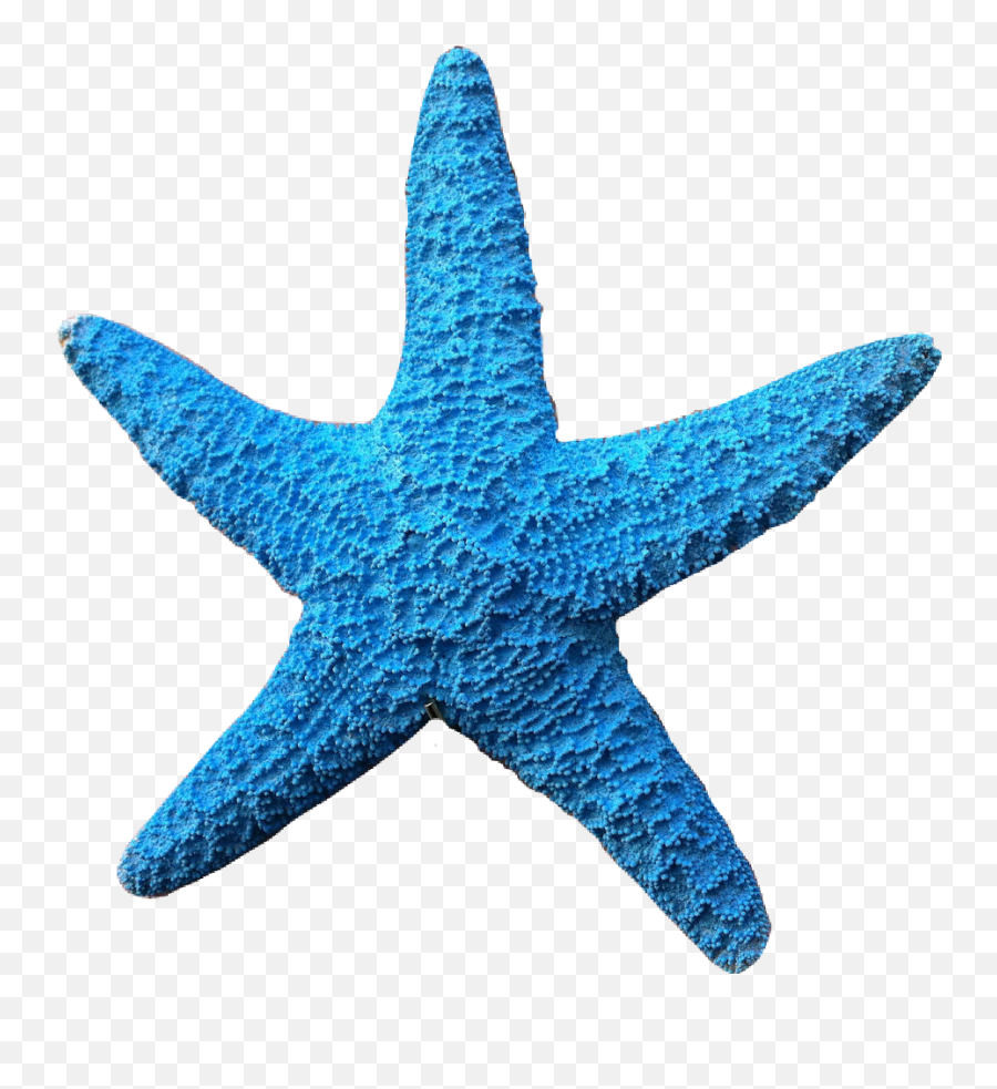Ladymc Blue Starfish Sticker - Transparent Blue Starfish Clipart Emoji,Blue Starfish Logo