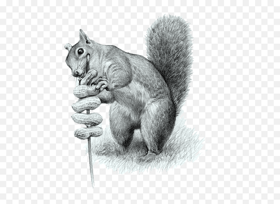 Vector Squirrel Black And White - Ecureuil Noir Et Blanc Png Emoji,Squirrel Clipart Black And White