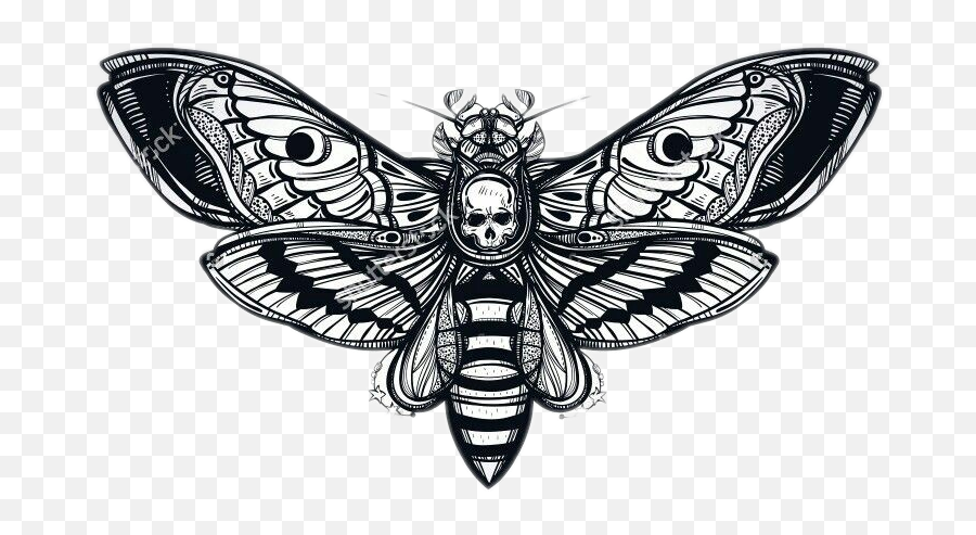 Moth Skull Butterfly Tattoo Tattoos - Death Head Moth Tattoo Emoji,Moth Png