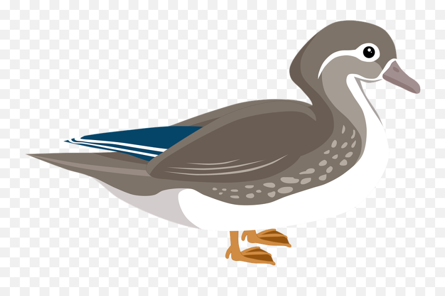 Free Photo Mandarin Duck Animal Water Bird Bird Duck - Max Pixel Emoji,Duck Face Clipart