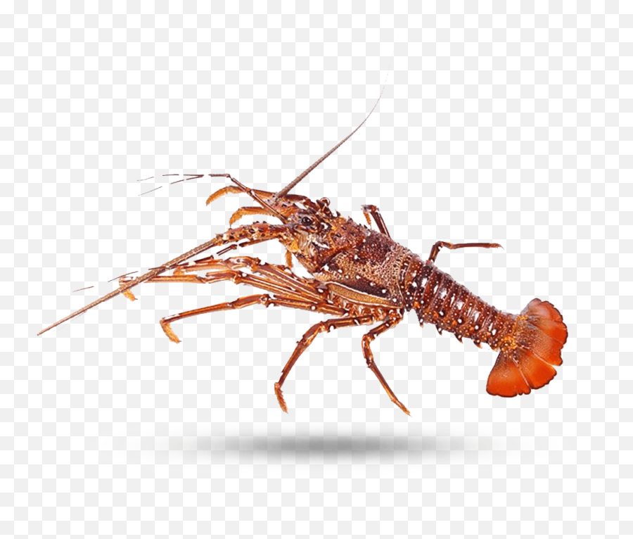 West Australian - Crayfish Emoji,Red Lobster Logo