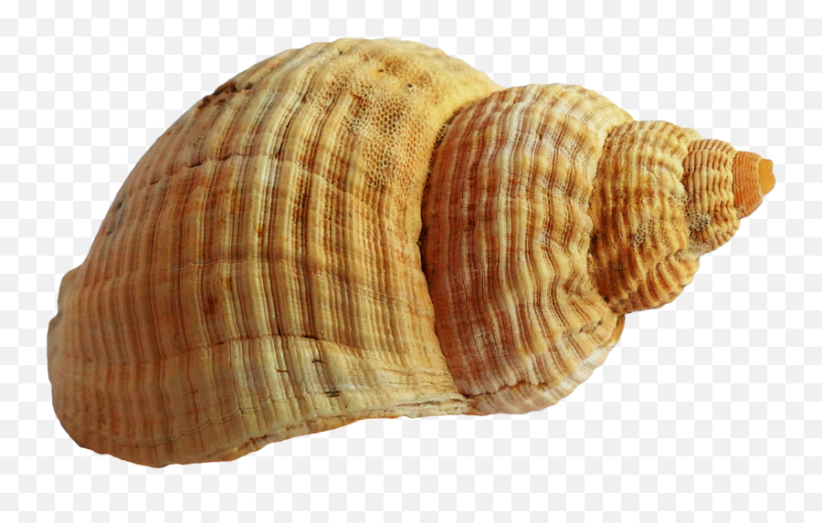Shell Png Picture - Transparent Background Sea Shells Png Emoji,Shell Png