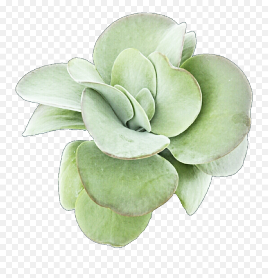 Download Succulent Png Image - Rosette Emoji,Succulent Png