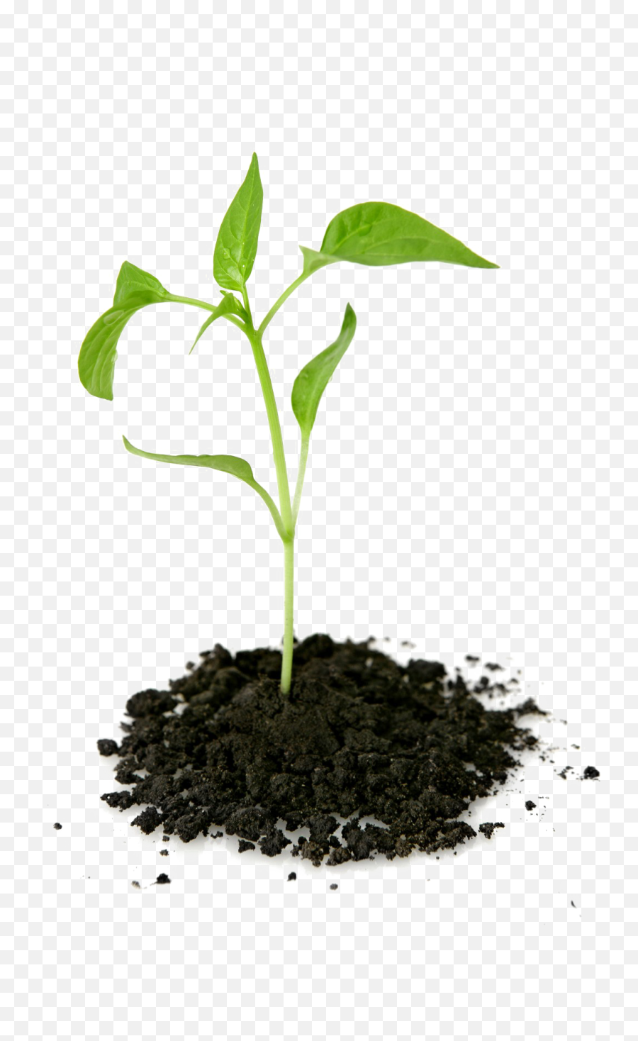 Growing Plant Png Transparent Picture - Growing Plant Png Hd Emoji,Transparent Plant
