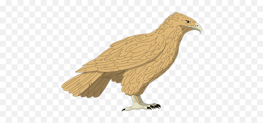 100 Free Falcon U0026 Hawk Illustrations - Pixabay Ahin Kuu Png Emoji,Millennium Falcon Clipart