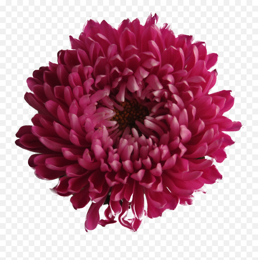Chrysanthemum Clipart White Background - Purple Red Flower Emoji,Red Flower Png