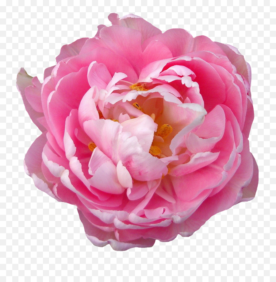 Rose Pink Blossom Bloom Flower Png Picpng - Rose Blossom Png Emoji,Pink Rose Png