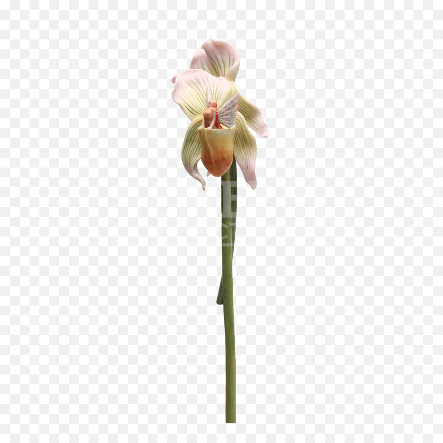 Download Flower Stem Clipart - Stem Flitty Lady Slipper Lady Slipper Transparent Background Emoji,Orchid Clipart