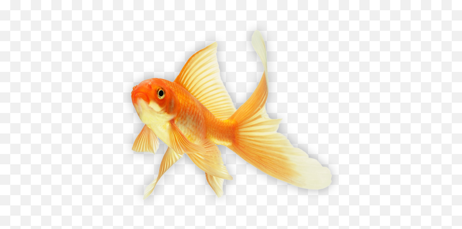 Plug In Digital - Gold Fish Png Emoji,Gold Fish Png