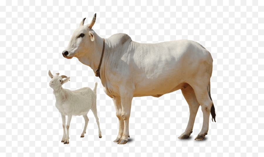Goat Cow Eid Qurban Png Transparent Emoji,Goat Transparent Background