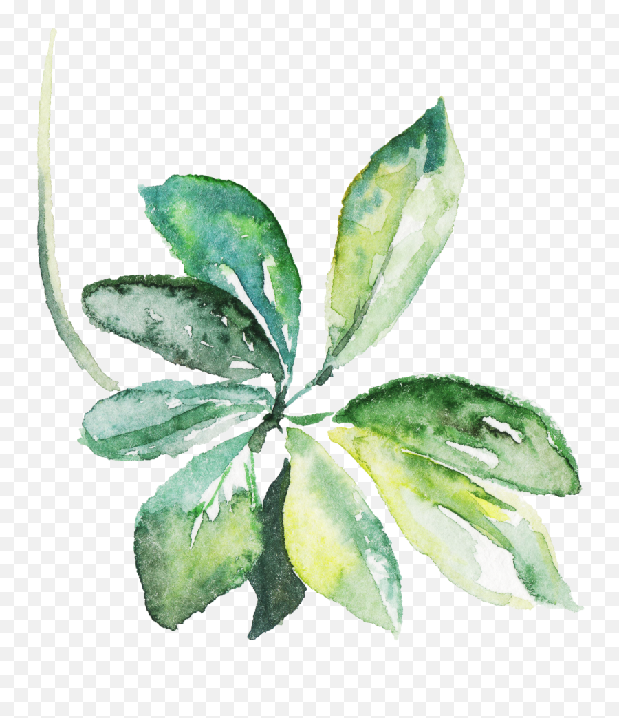 Swipe U2014 Maggie Emoji,Watercolor Leaf Png