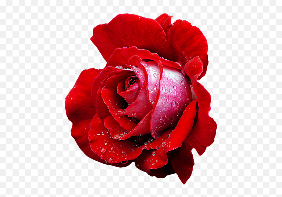 Transparent - Flowersred Hybrid Tea Rose U201ccandellau201d X Rose With Water Png Emoji,Red X Transparent