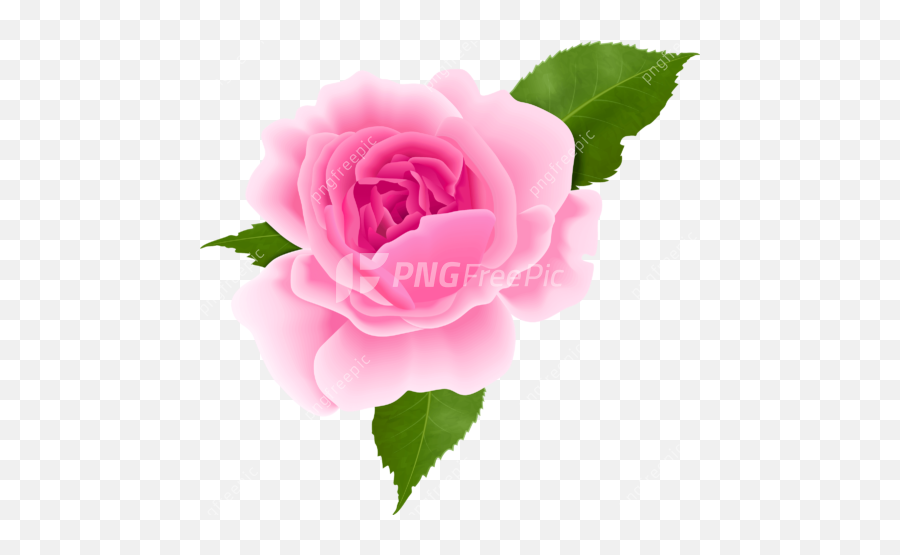 Pink Rose Rose Day Png - Rose Image Download Free Emoji,Pink Rose Transparent Background