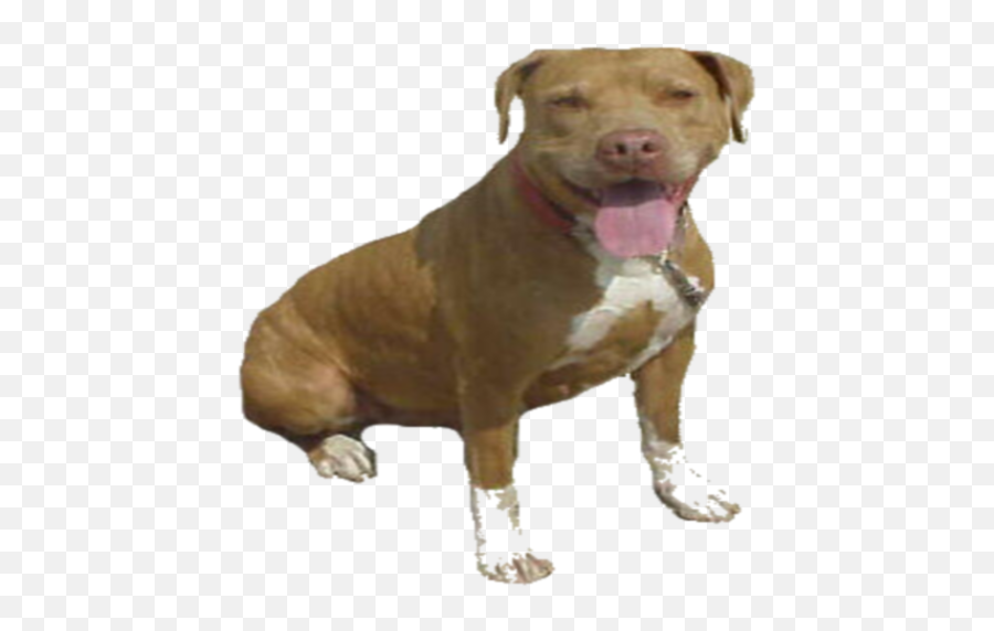 Amazoncom Pit Bull Dogs News Daily Appstore For Android Emoji,Pit Bull Png