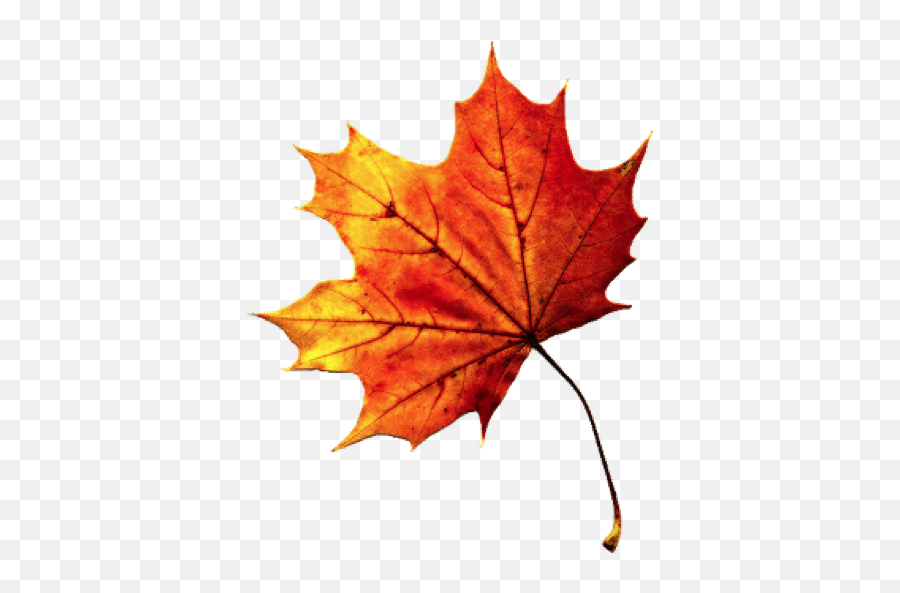 Download Fall Autumn Leaves Transparent - Transparent Fall Leaves Emoji,Fall Leaves Transparent