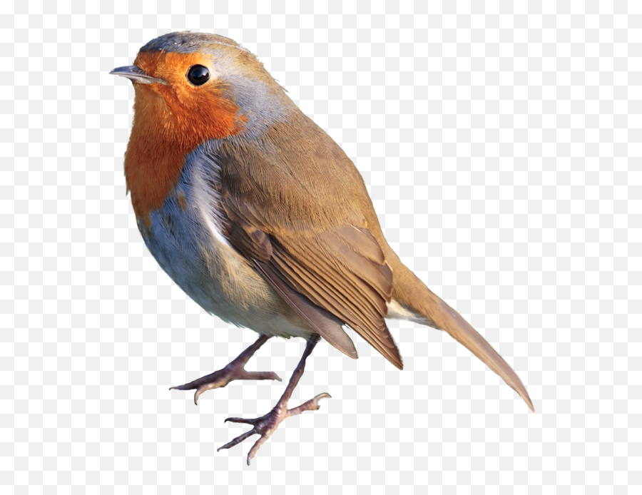 Google Zoeken European Robin Robin Redbreast Bird - Robin Emoji,Robin Transparent