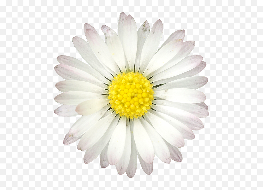 Common Daisy Flower Quotation Birthday - Flower Png Download Emoji,Daisy Flower Png