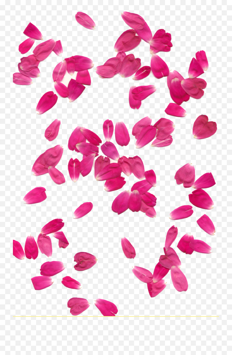 Flower Petals Png Transparent Images - Transparent Pink Rose Petals Png Emoji,Rose Petals Png