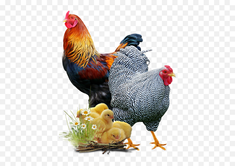 Library Of Hen House Picture Freeuse Download Png Files - Fancy Hen Png Emoji,Hen Clipart