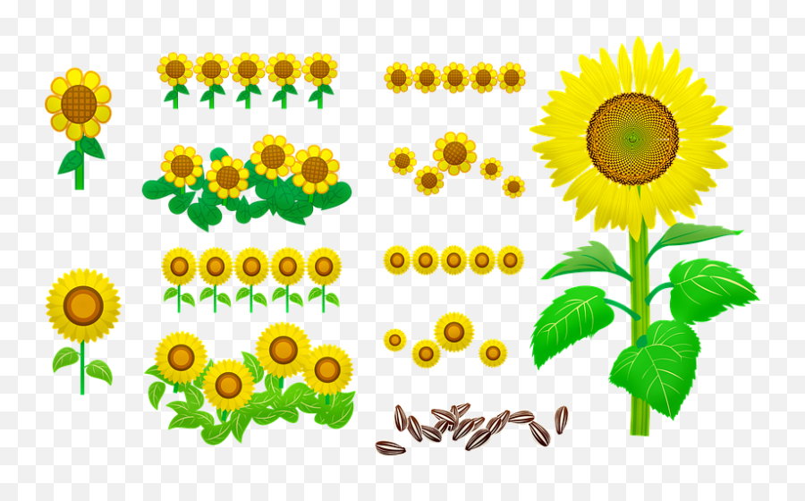 300 Free Seeds U0026 Dandelion Illustrations - Pixabay Language Emoji,Seeds Clipart