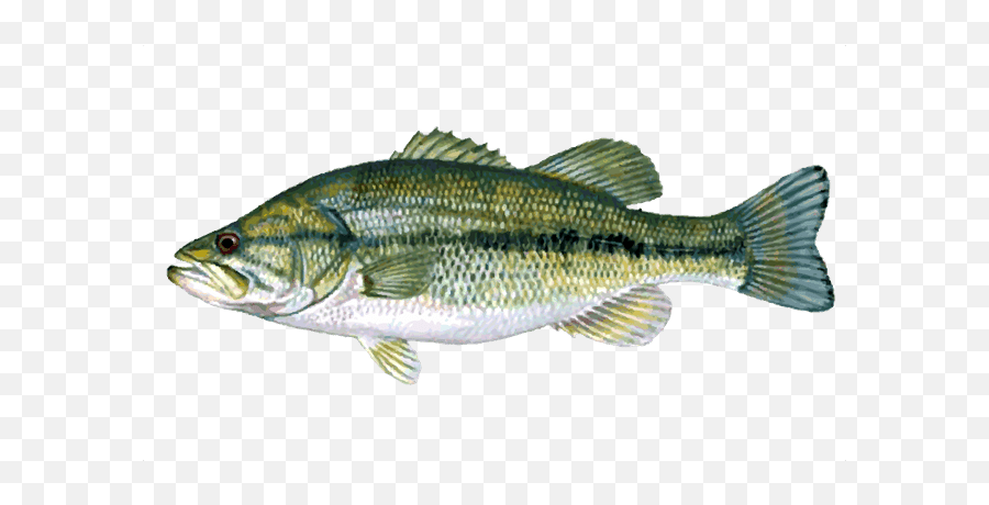 Great Clip Art Of Freshwater Fish Largemouth Bass Fish - Fish Anatomy Emoji,Fishing Clipart