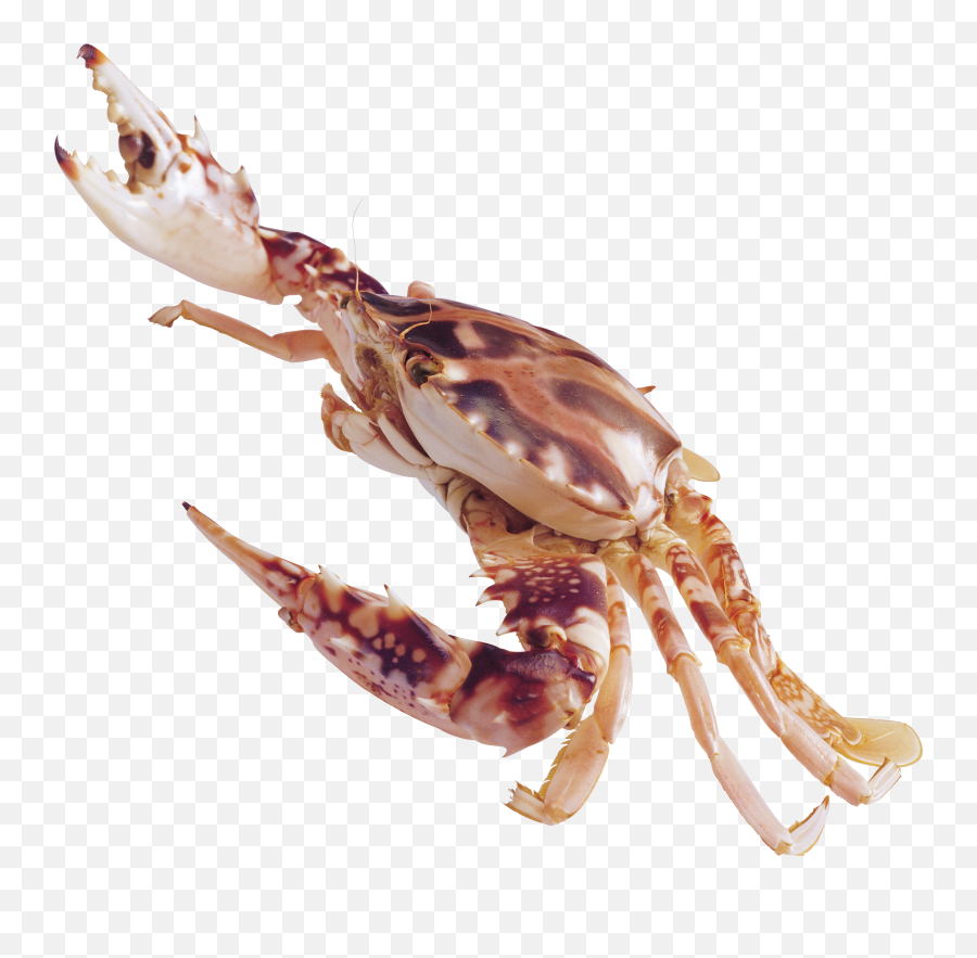 Crab Png - Crustaceans Png Emoji,Crab Transparent Background