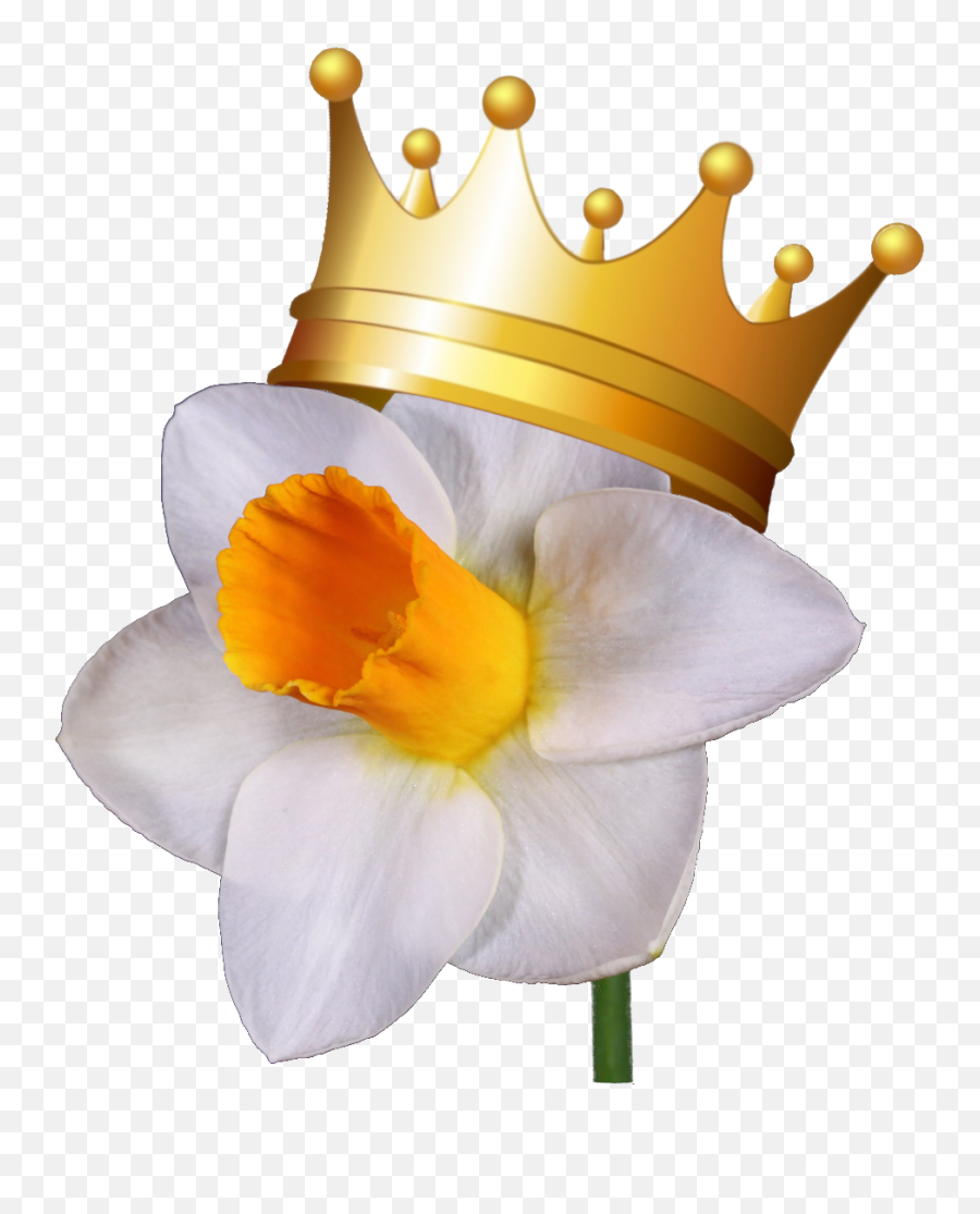 Daffodil Clipart April - Daffodil Transparent Cartoon Wild Daffodil Emoji,April Clipart